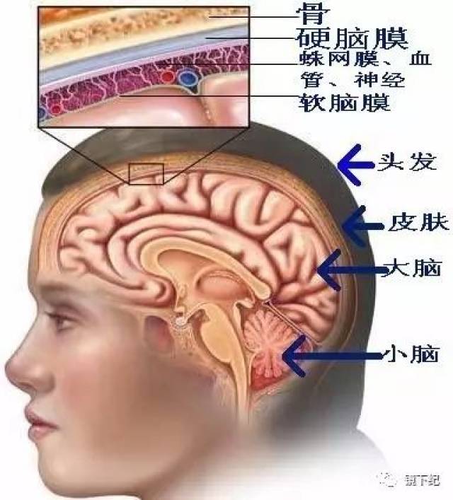 就结构组成来看,外面的各层(头发,皮肤,颅骨,硬脑膜,蛛网膜中的血管