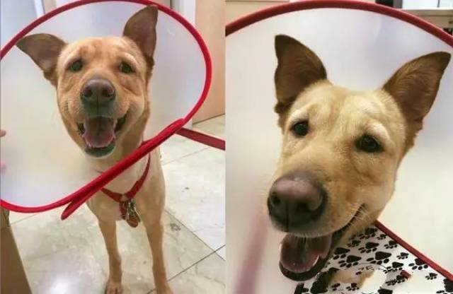 狗狗疫苗一次打太多,狗头终变猪头