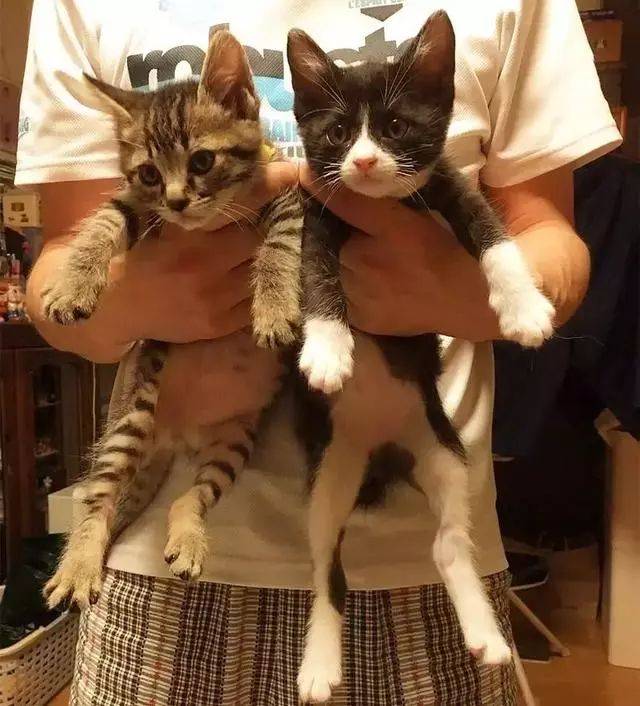 主人抱着猫咪拍了三组照片,没对比就没伤害