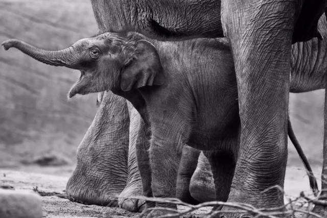 paresh paradkar_india_elephant calf