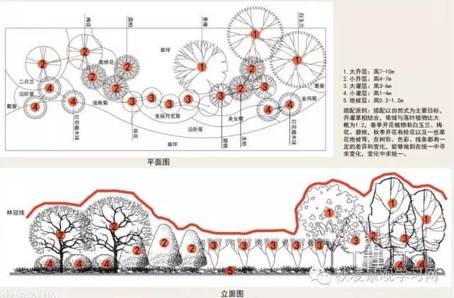 桂花树景观平面图图片