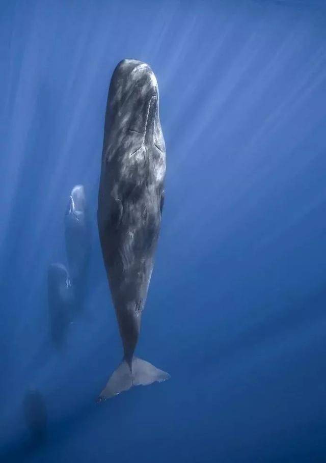 一波治愈系萌图来袭,请做好准备收图!