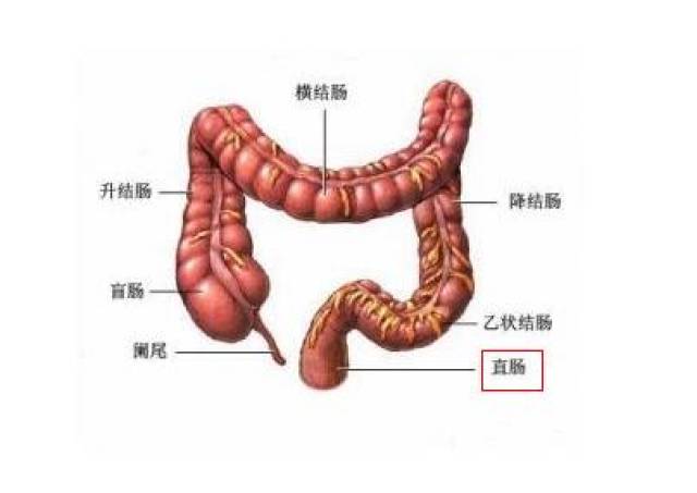 人体结肠长度图片