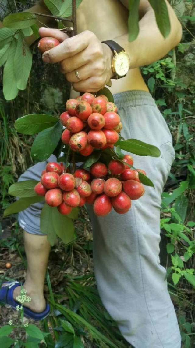 这些养生野果你认识几种?第3种几乎没人知道