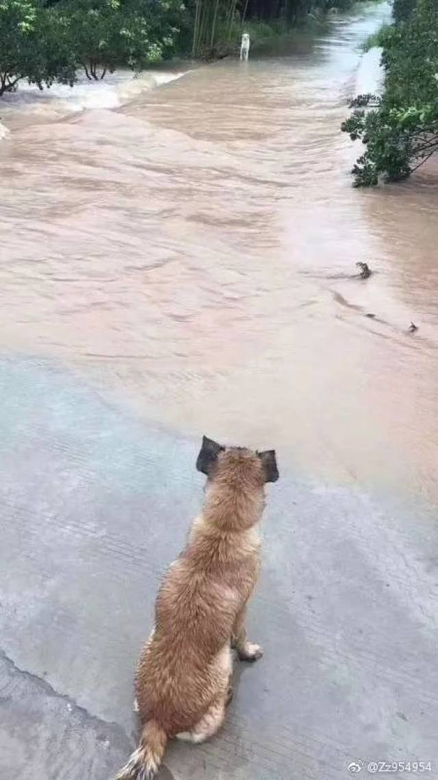 暴雨水淹搞笑图图片