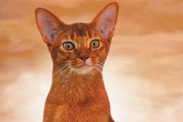萨凡纳猫是家猫和薮猫(野生猫科动物)繁衍而来的品种,萨凡纳猫的耳朵