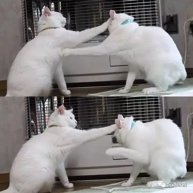 看这两只猫打架,简直就像是围观神仙打架啊