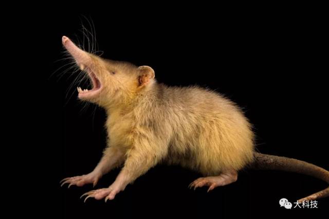 长鼻子的小老鼠沟齿鼩长得十分像老鼠,不过它们和老鼠没有任何关系
