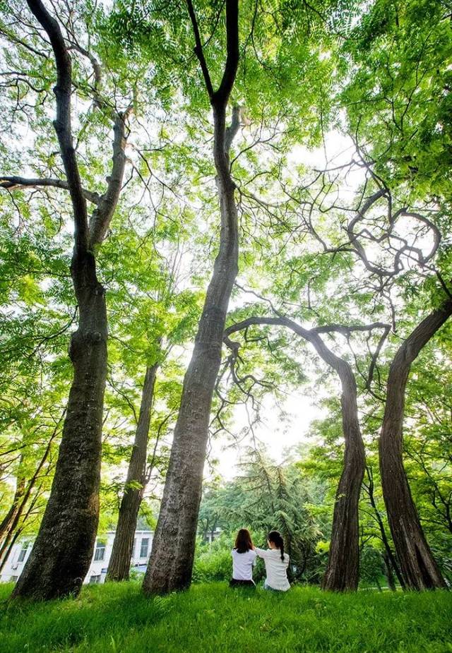 『面朝大海,春暖花开』续篇来啦!青青草木,郁郁大工!
