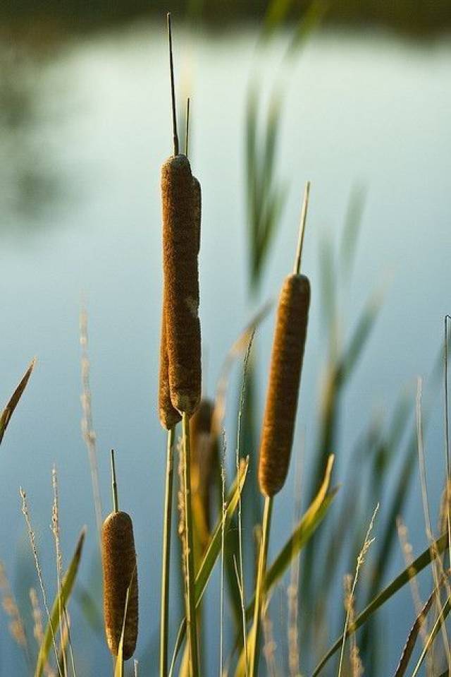 花中有世界 叶下有如来 7月赏蒲 踏歌御风