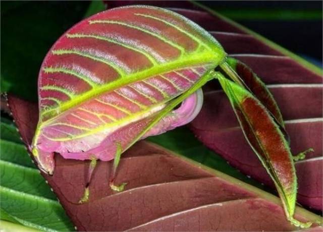 它是在马来西亚发现的树叶螳螂.