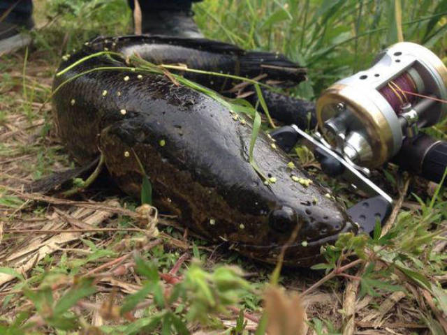 第一次钓获这么大的黑鱼,有的猜测10多斤,有的说8斤朝上