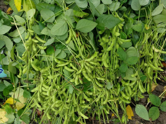 厉害嘉兴两地生产的大豆登上浙江农业之最啦