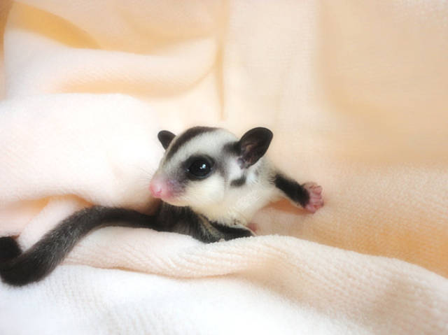 一种非常粘人的宠物,让人爱不释手,网友:这就是传说中的女朋友