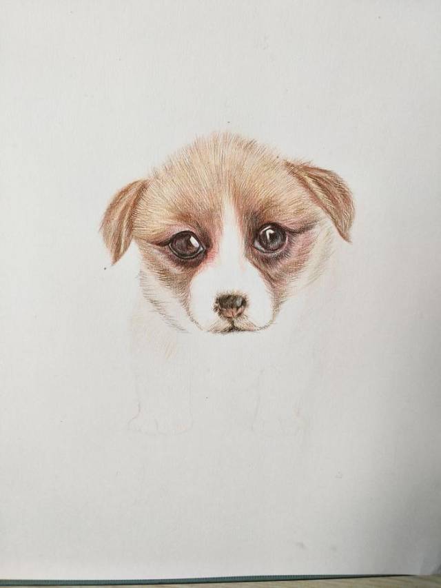零基础学彩铅第八课:萌宠系列3狗狗手绘过程分享