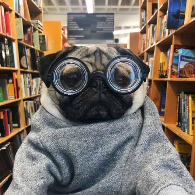 这才是巴哥犬该有的生活