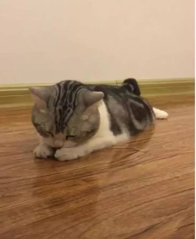 走进一看,然后猫咪下一秒动作给她笑趴下了, 这真是打完针就变傻了吗?