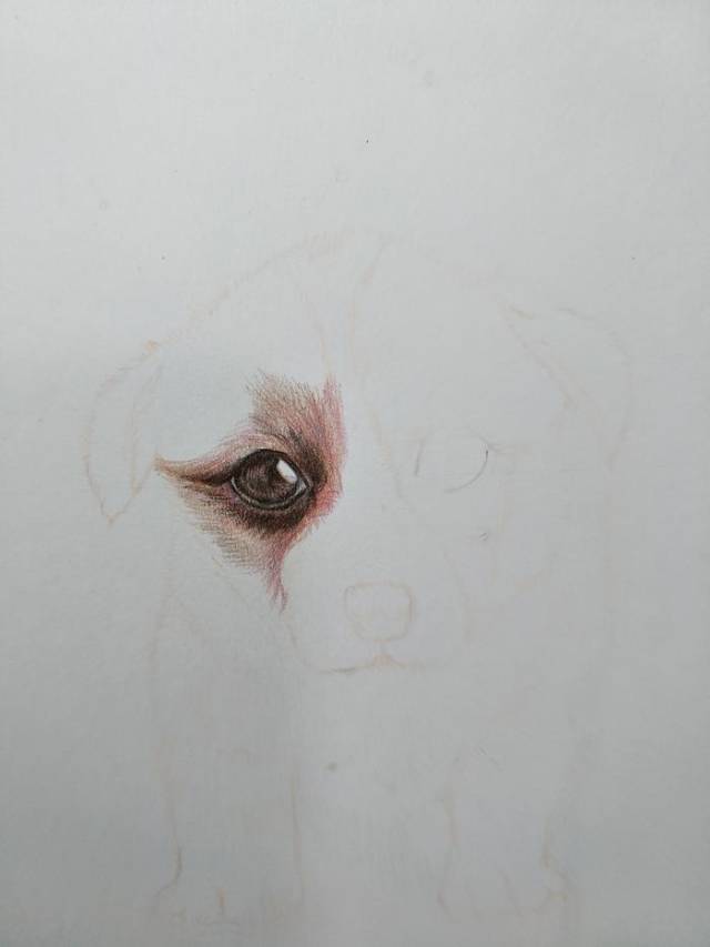 狗狗的两只眼睛要仔细刻画,重点在画他的面部和脸部