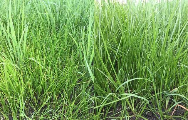 施药前异型莎草非常茂盛,已经很难分辨出水稻