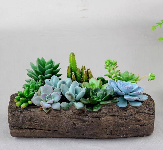 木头还能养多肉?这样的盆栽真别致!