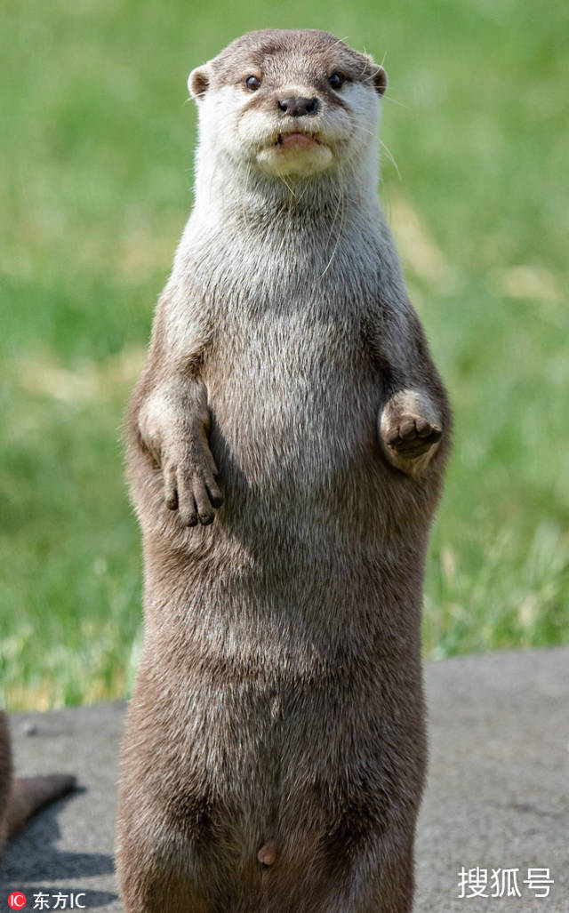 水獭"思考人生" 神情严肃完美copy黑手党教父