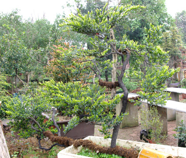 生长极为缓慢的珍稀树种黑骨茶,成为岭南盆景界的佼佼者