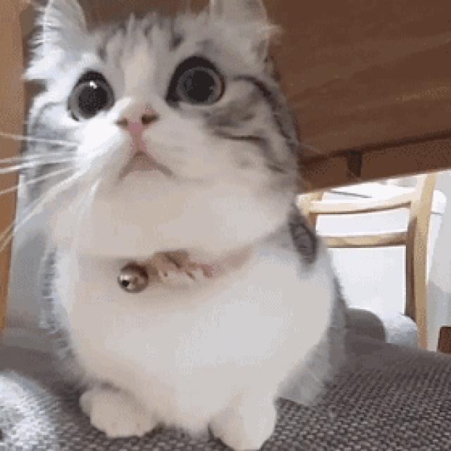 猫猫大眼睛表情包图片