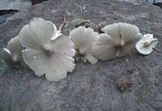 这种褐色叶面的叫斗笠菇,以讹传讹成了斗鸡菇或斗鸡公