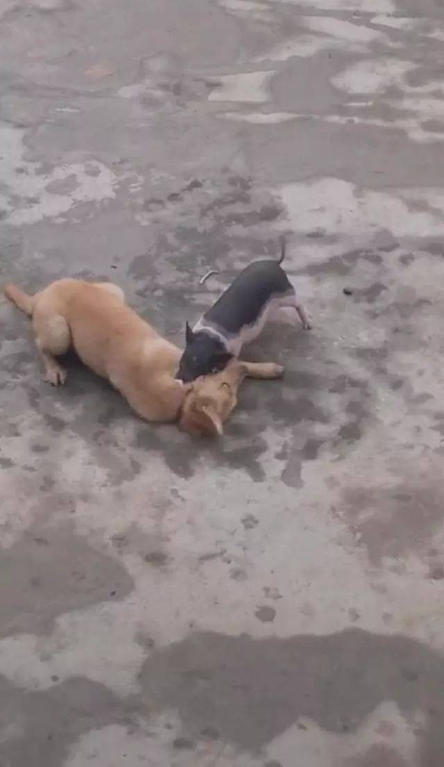 金毛到农村十分钟,母亲匆忙喊道:这狗发疯了,主人跑过去后笑趴