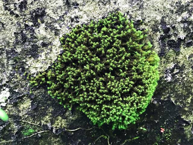 在网上,一个饭盒大小的垂枝藓就能卖到12元左右,可见这种苔藓植物还是