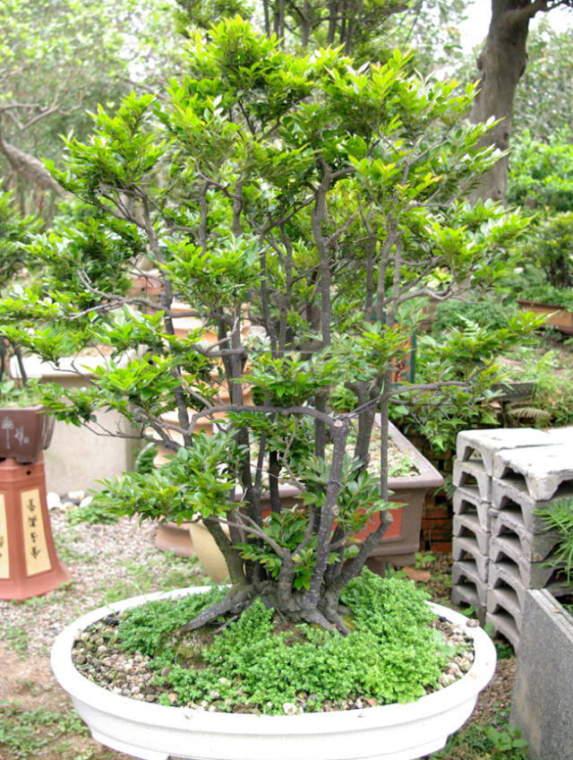 生长极为缓慢的珍稀树种黑骨茶,成为岭南盆景界的佼佼者