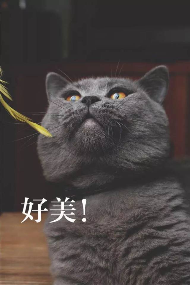 铲屎官用猫咪的不同表情配上文字做成了表情包,太形象了!