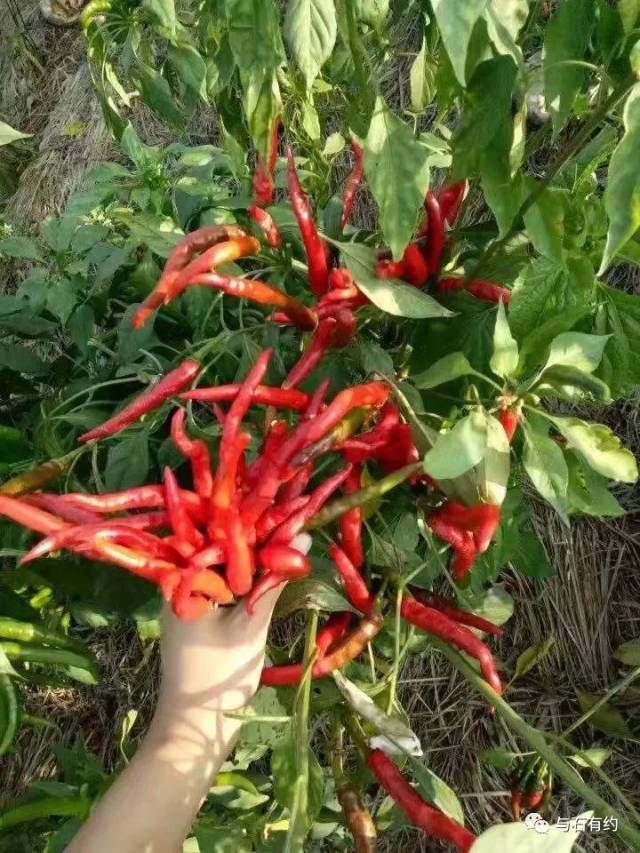 大冲辣椒的春夏秋冬