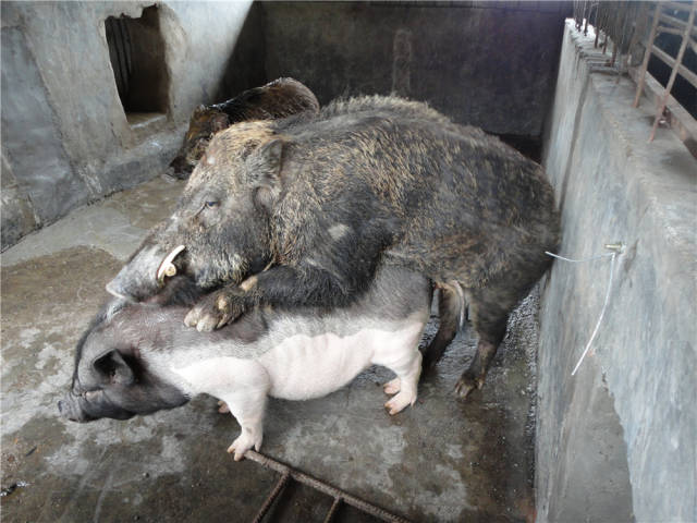 蓝塘猪(国家保种猪)与野猪杂交