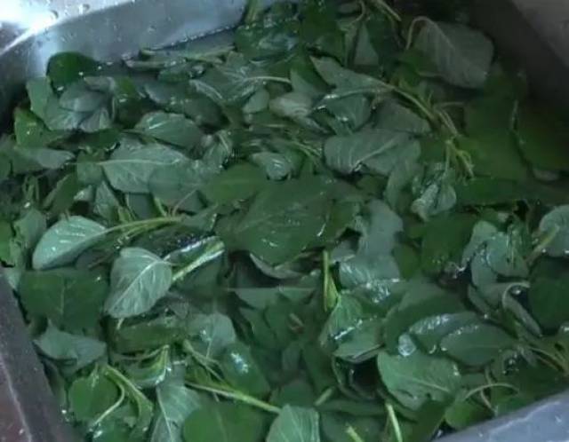 云星菜 搜狐网
