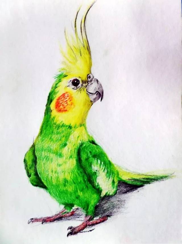 一组彩铅画出的鹦鹉,太漂亮啦!