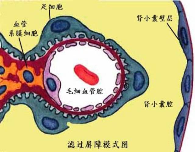 組成:由有孔毛細血管內皮,基膜和足細胞裂孔膜三層結構組成.