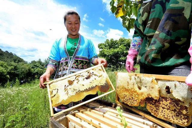 采收蜂蜜隆林各族自治县金钟山乡弄八村地处金钟山国家自然保圾区