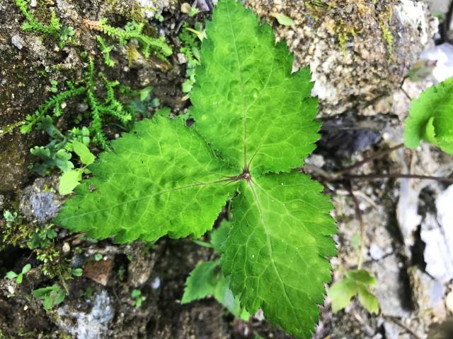 农村一种极易认错的野菜,人称"黑鹅脚板",网上一斤卖到30元