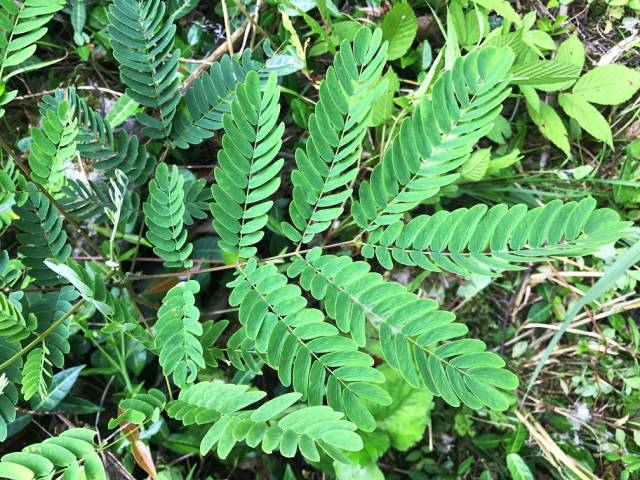 另外藤金合欢的树皮还能用来提炼栲胶,单宁胶和纤维.