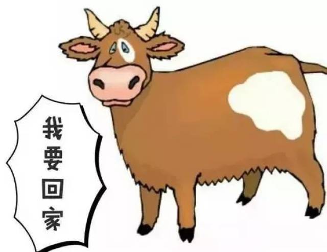 北京胸科医院黄牛当日帮你约成功挂号黄牛的简单介绍
