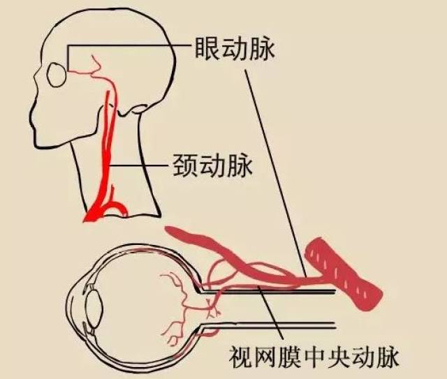 视网膜中央动脉图片