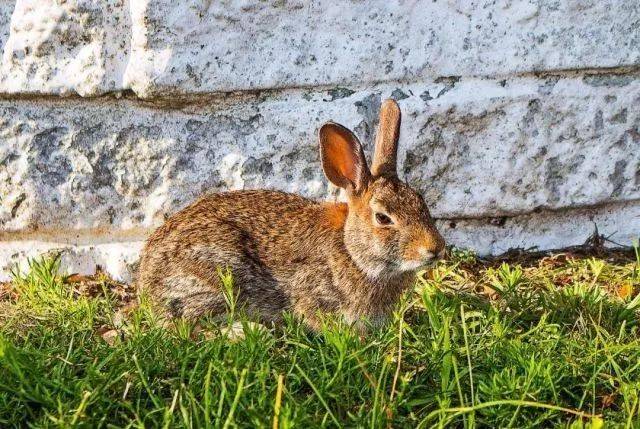 关于肉材 冷吃兔精选农家狸兔,都是新鲜活兔现做,肉质更新鲜
