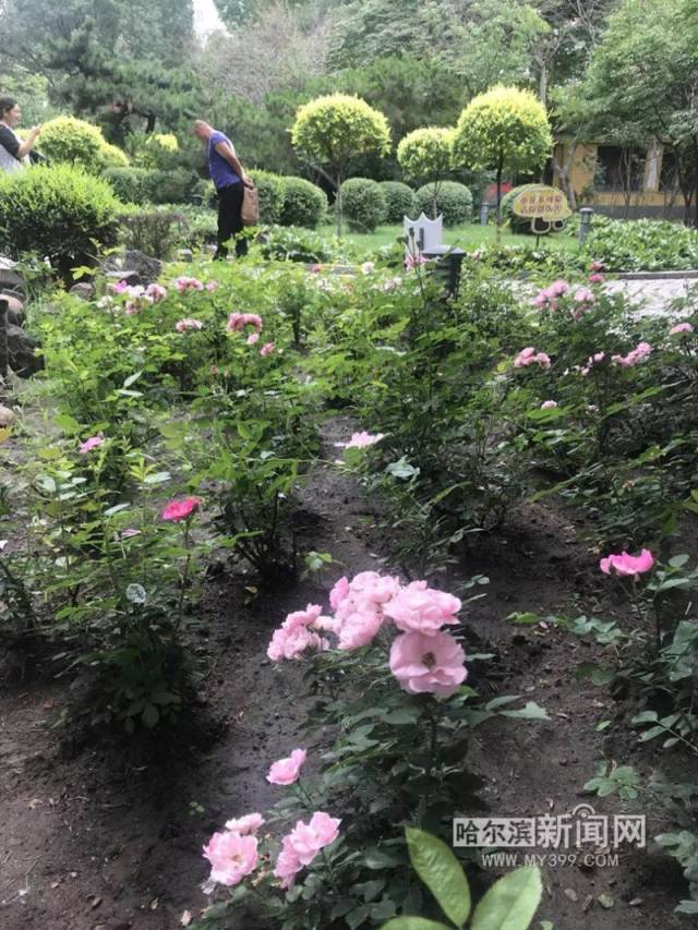 兆麟公园寒地月季全开了|专人悉心管护,摄像头24小时监控