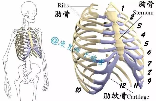 第四肋骨的位置示意图图片