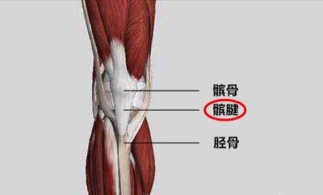 髌腱止点图片