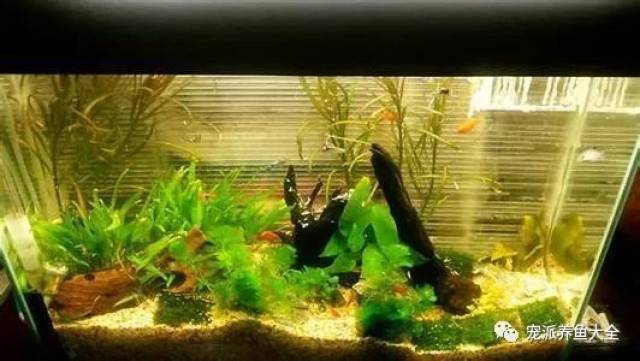 鱼缸水发黄的7种可能原因及处理方法参考,拿走