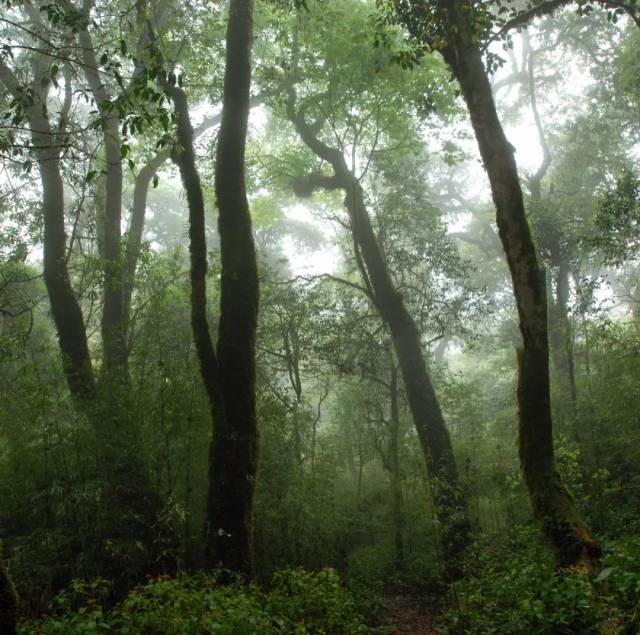 季风常绿落叶林,常绿落叶阔叶林,常绿落叶林_大山谷图库