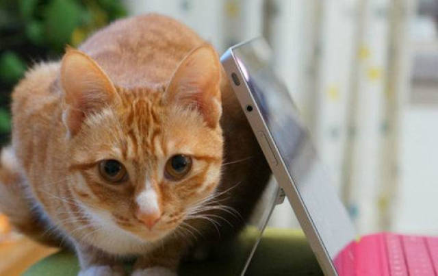 猫咪换牙给吃什么,猫咪换牙吃湿粮可以吗