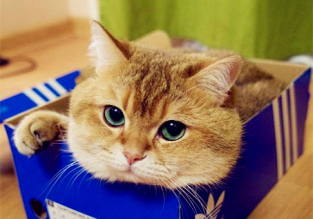 猫咪换牙给吃什么,猫咪换牙吃湿粮可以吗